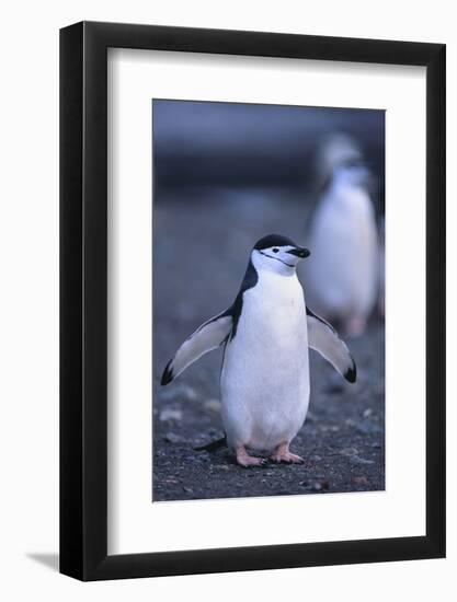 Young Chinstrap Penguin-DLILLC-Framed Photographic Print