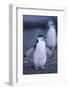 Young Chinstrap Penguin-DLILLC-Framed Photographic Print