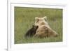 Young coastal grizzly cub leans against its mother . Lake Clark National Park, Alaska.-Brenda Tharp-Framed Premium Photographic Print