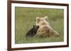 Young coastal grizzly cub leans against its mother . Lake Clark National Park, Alaska.-Brenda Tharp-Framed Premium Photographic Print