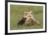 Young coastal grizzly cub leans against its mother . Lake Clark National Park, Alaska.-Brenda Tharp-Framed Premium Photographic Print