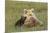 Young coastal grizzly cub leans against its mother . Lake Clark National Park, Alaska.-Brenda Tharp-Mounted Premium Photographic Print