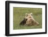 Young coastal grizzly cub leans against its mother . Lake Clark National Park, Alaska.-Brenda Tharp-Framed Photographic Print