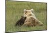 Young coastal grizzly cub leans against its mother . Lake Clark National Park, Alaska.-Brenda Tharp-Mounted Photographic Print