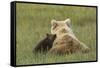 Young coastal grizzly cub leans against its mother . Lake Clark National Park, Alaska.-Brenda Tharp-Framed Stretched Canvas