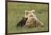 Young coastal grizzly cub leans against its mother . Lake Clark National Park, Alaska.-Brenda Tharp-Framed Photographic Print