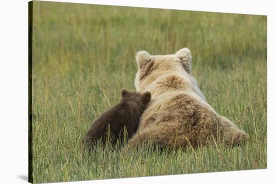 Young coastal grizzly cub leans against its mother . Lake Clark National Park, Alaska.-Brenda Tharp-Stretched Canvas