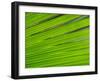 Young Cocode Merleaf, Vallee de Mai, Praslin Island, Seychelles, Africa-Pete Oxford-Framed Photographic Print