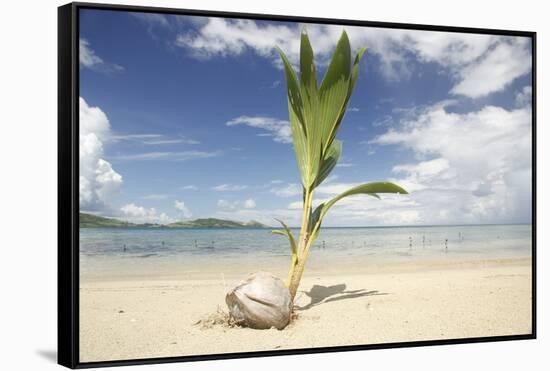 Young coconut palm tree establishing itself on an island, Fiji, Pacific-Don Mammoser-Framed Stretched Canvas