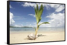 Young coconut palm tree establishing itself on an island, Fiji, Pacific-Don Mammoser-Framed Stretched Canvas