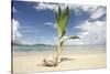 Young coconut palm tree establishing itself on an island, Fiji, Pacific-Don Mammoser-Stretched Canvas