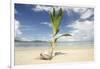 Young coconut palm tree establishing itself on an island, Fiji, Pacific-Don Mammoser-Framed Photographic Print