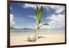 Young coconut palm tree establishing itself on an island, Fiji, Pacific-Don Mammoser-Framed Photographic Print