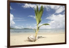 Young coconut palm tree establishing itself on an island, Fiji, Pacific-Don Mammoser-Framed Photographic Print