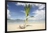 Young coconut palm tree establishing itself on an island, Fiji, Pacific-Don Mammoser-Framed Photographic Print