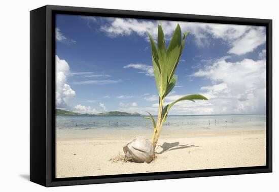 Young coconut palm tree establishing itself on an island, Fiji, Pacific-Don Mammoser-Framed Stretched Canvas
