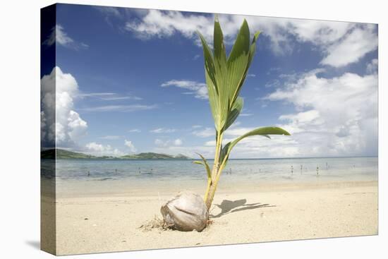 Young coconut palm tree establishing itself on an island, Fiji, Pacific-Don Mammoser-Stretched Canvas