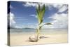 Young coconut palm tree establishing itself on an island, Fiji, Pacific-Don Mammoser-Stretched Canvas
