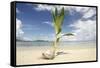 Young coconut palm tree establishing itself on an island, Fiji, Pacific-Don Mammoser-Framed Stretched Canvas