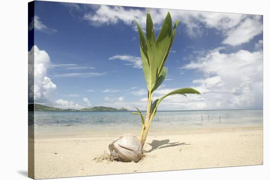 Young coconut palm tree establishing itself on an island, Fiji, Pacific-Don Mammoser-Stretched Canvas
