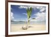 Young coconut palm tree establishing itself on an island, Fiji, Pacific-Don Mammoser-Framed Photographic Print