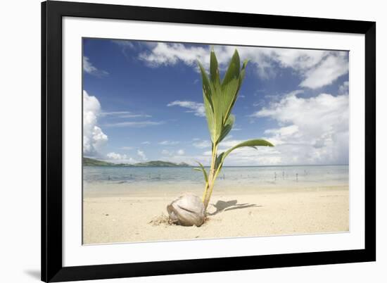 Young coconut palm tree establishing itself on an island, Fiji, Pacific-Don Mammoser-Framed Photographic Print