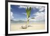 Young coconut palm tree establishing itself on an island, Fiji, Pacific-Don Mammoser-Framed Photographic Print