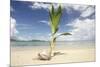 Young coconut palm tree establishing itself on an island, Fiji, Pacific-Don Mammoser-Mounted Photographic Print