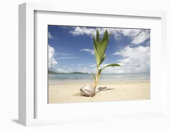 Young coconut palm tree establishing itself on an island, Fiji, Pacific-Don Mammoser-Framed Photographic Print