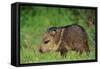 Young Collared Peccary-null-Framed Stretched Canvas