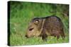 Young Collared Peccary-null-Stretched Canvas