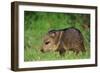 Young Collared Peccary-null-Framed Photographic Print