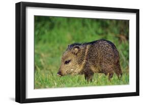 Young Collared Peccary-null-Framed Photographic Print