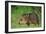 Young Collared Peccary-null-Framed Photographic Print