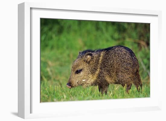 Young Collared Peccary-null-Framed Photographic Print