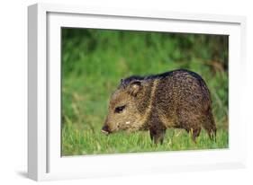 Young Collared Peccary-null-Framed Photographic Print