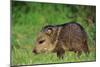 Young Collared Peccary-null-Mounted Photographic Print