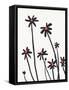 Young Coneflowers II-Jacob Green-Framed Stretched Canvas