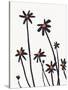 Young Coneflowers II-Jacob Green-Stretched Canvas