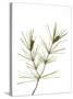 Young Cones on Twig of Aleppo Pine Tree Spain-Niall Benvie-Stretched Canvas