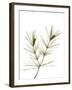 Young Cones on Twig of Aleppo Pine Tree Spain-Niall Benvie-Framed Photographic Print
