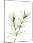 Young Cones on Twig of Aleppo Pine Tree Spain-Niall Benvie-Mounted Photographic Print