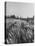 Young Couple Walking by a Grain Field-Ed Clark-Stretched Canvas