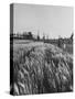 Young Couple Walking by a Grain Field-Ed Clark-Stretched Canvas