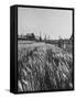 Young Couple Walking by a Grain Field-Ed Clark-Framed Stretched Canvas