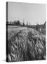 Young Couple Walking by a Grain Field-Ed Clark-Stretched Canvas