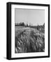 Young Couple Walking by a Grain Field-Ed Clark-Framed Photographic Print