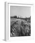 Young Couple Walking by a Grain Field-Ed Clark-Framed Photographic Print