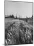 Young Couple Walking by a Grain Field-Ed Clark-Mounted Photographic Print