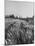 Young Couple Walking by a Grain Field-Ed Clark-Mounted Photographic Print